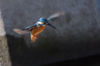 Common Kingfisher 東京都 Thu, 1/11/2018