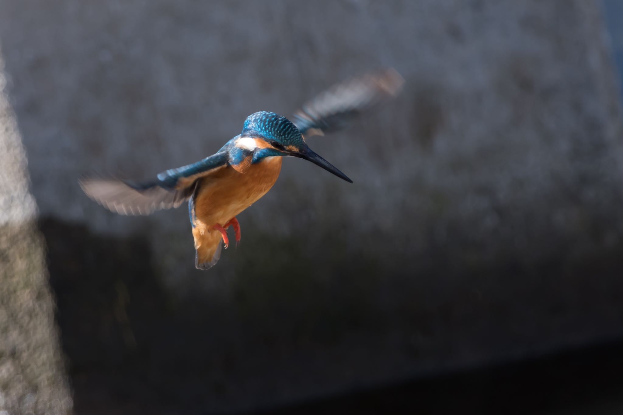 Photo of Common Kingfisher at 東京都 by Noki