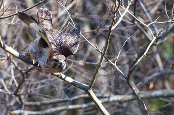 Eastern Buzzard 東京都 Sat, 1/6/2018