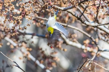 メジロ 東京都 2018年1月6日(土)