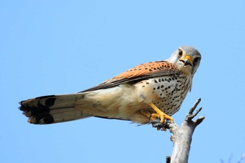 2020年4月4日(土) 大阪城公園の野鳥観察記録