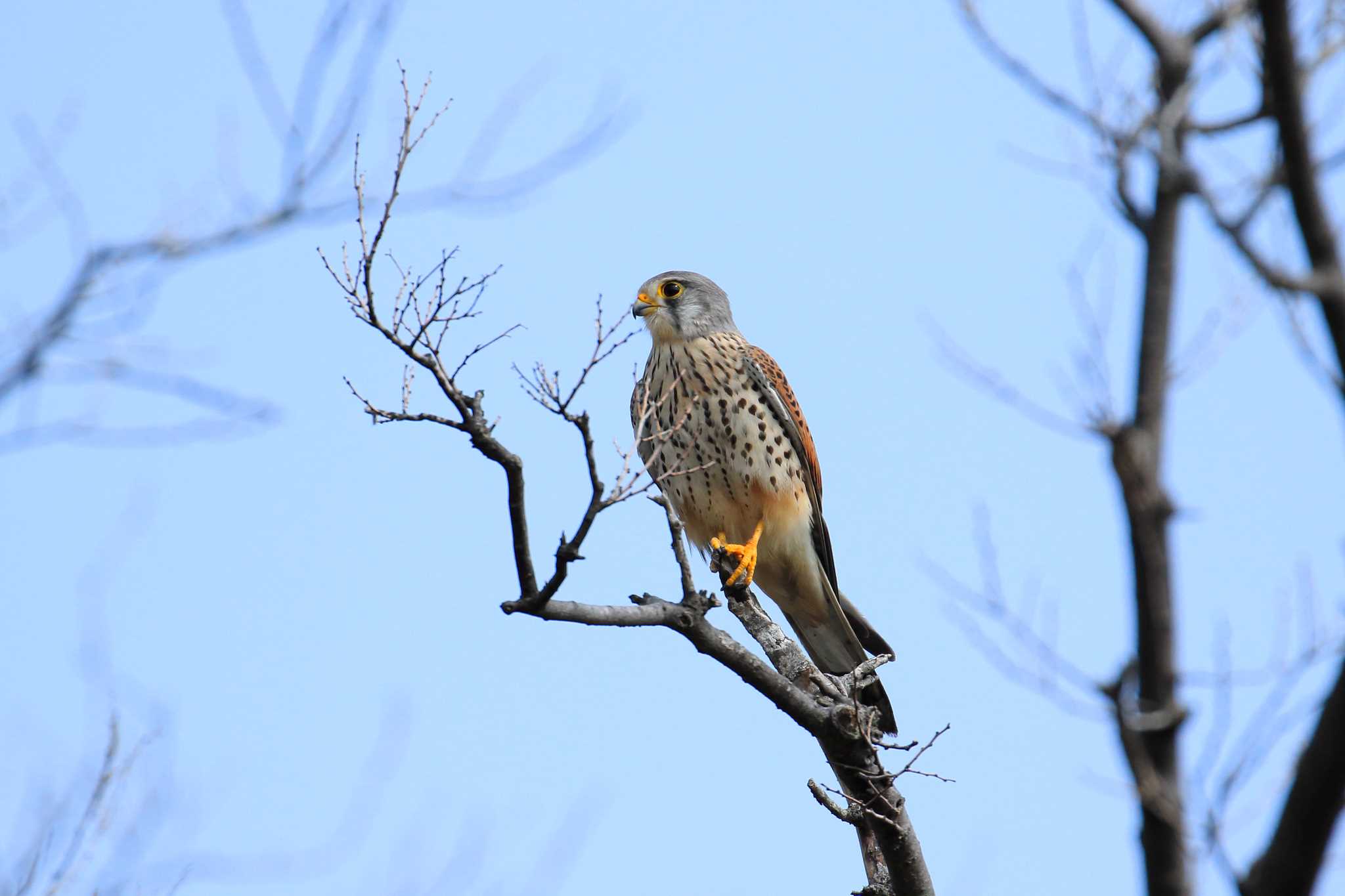 大阪城公園 チョウゲンボウの写真 by 明石のおやじ