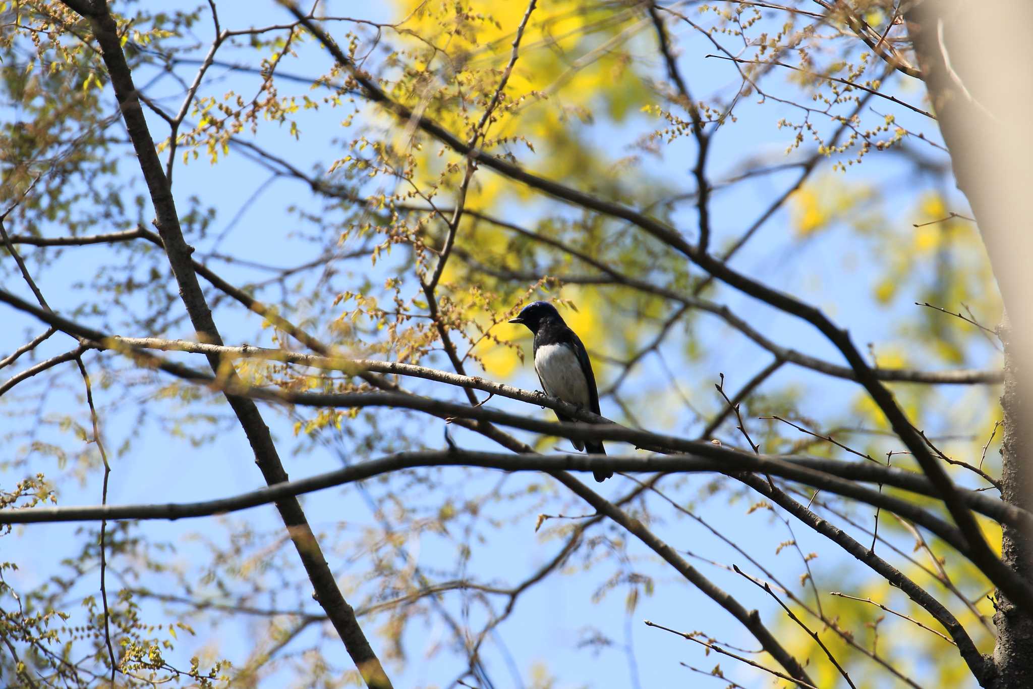 大阪城公園 オオルリの写真 by 明石のおやじ