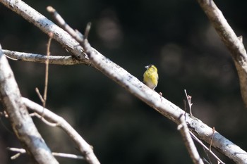 Eurasian Siskin 東京都 Tue, 2/20/2018