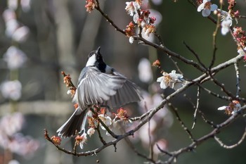 Japanese Tit 東京都 Sun, 3/25/2018