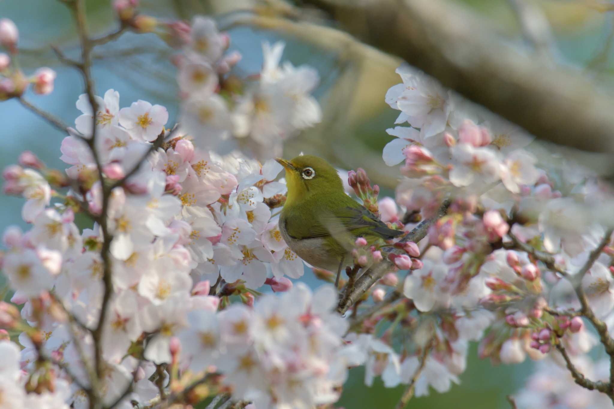 Photo of Warbling White-eye at 滋賀県甲賀市甲南町創造の森 by masatsubo