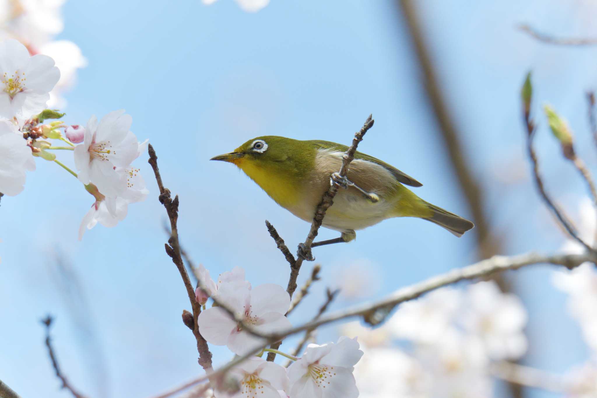 Photo of Warbling White-eye at 滋賀県甲賀市甲南町創造の森 by masatsubo