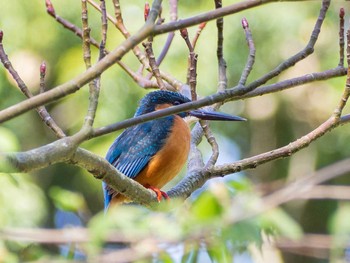 カワセミ 座間谷戸山公園 2020年4月2日(木)