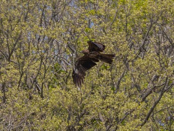 Black Kite 小網代の森 Sat, 4/4/2020