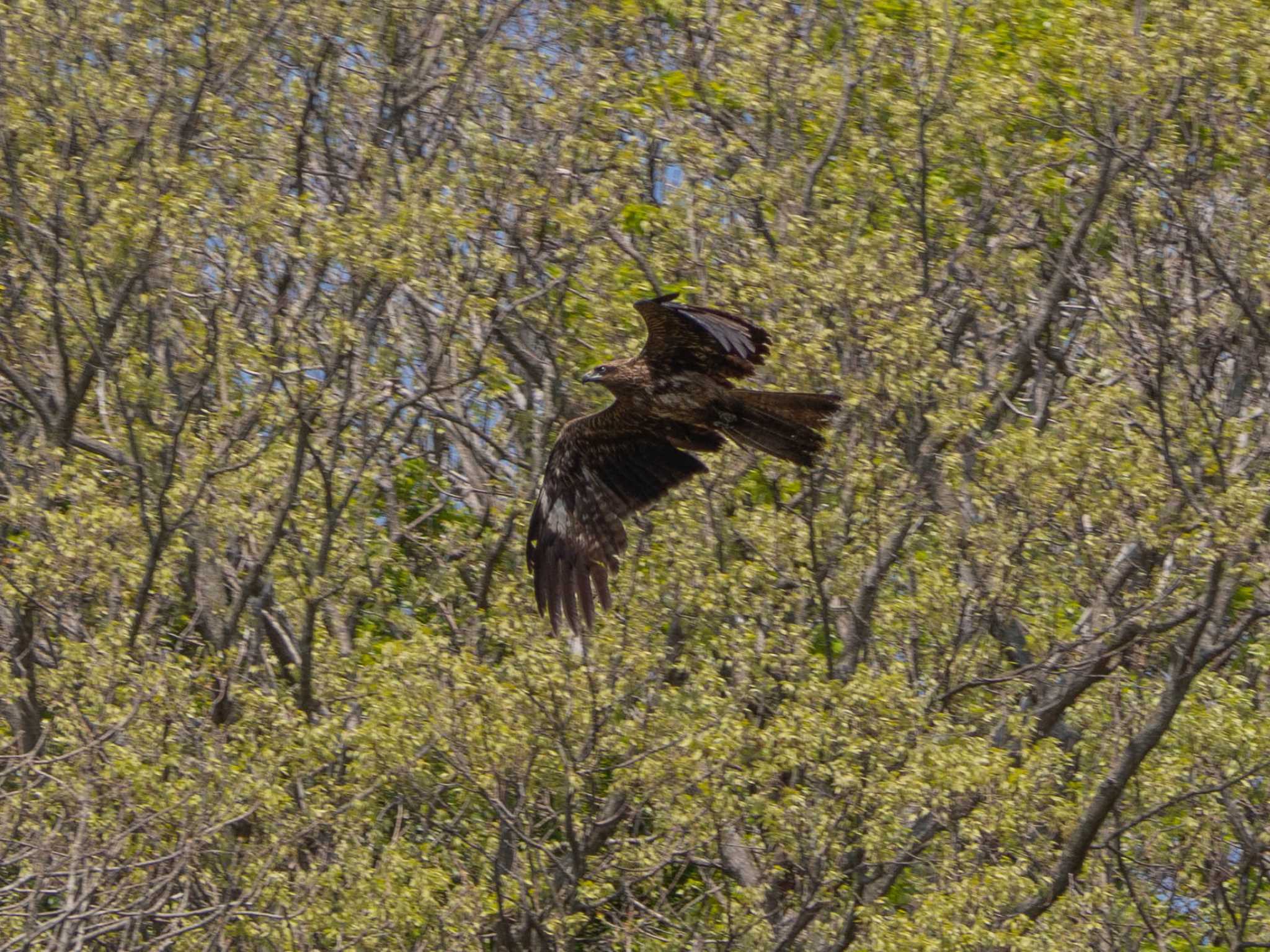 Photo of Black Kite at 小網代の森 by Tosh@Bird