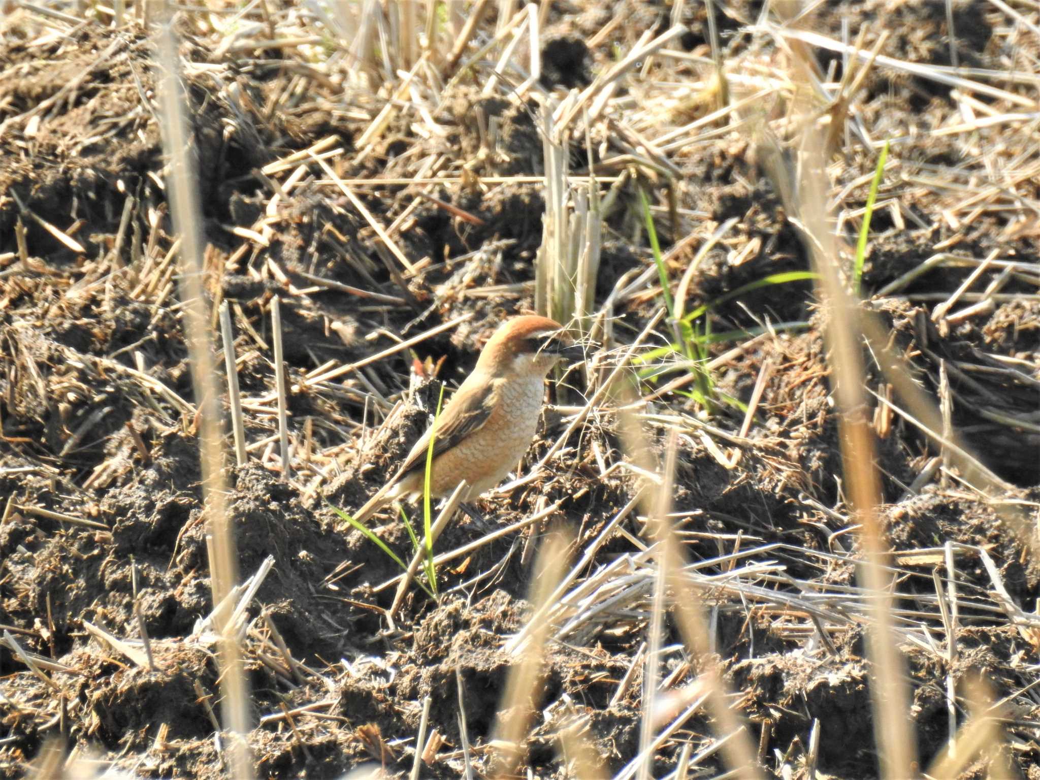 Bull-headed Shrike