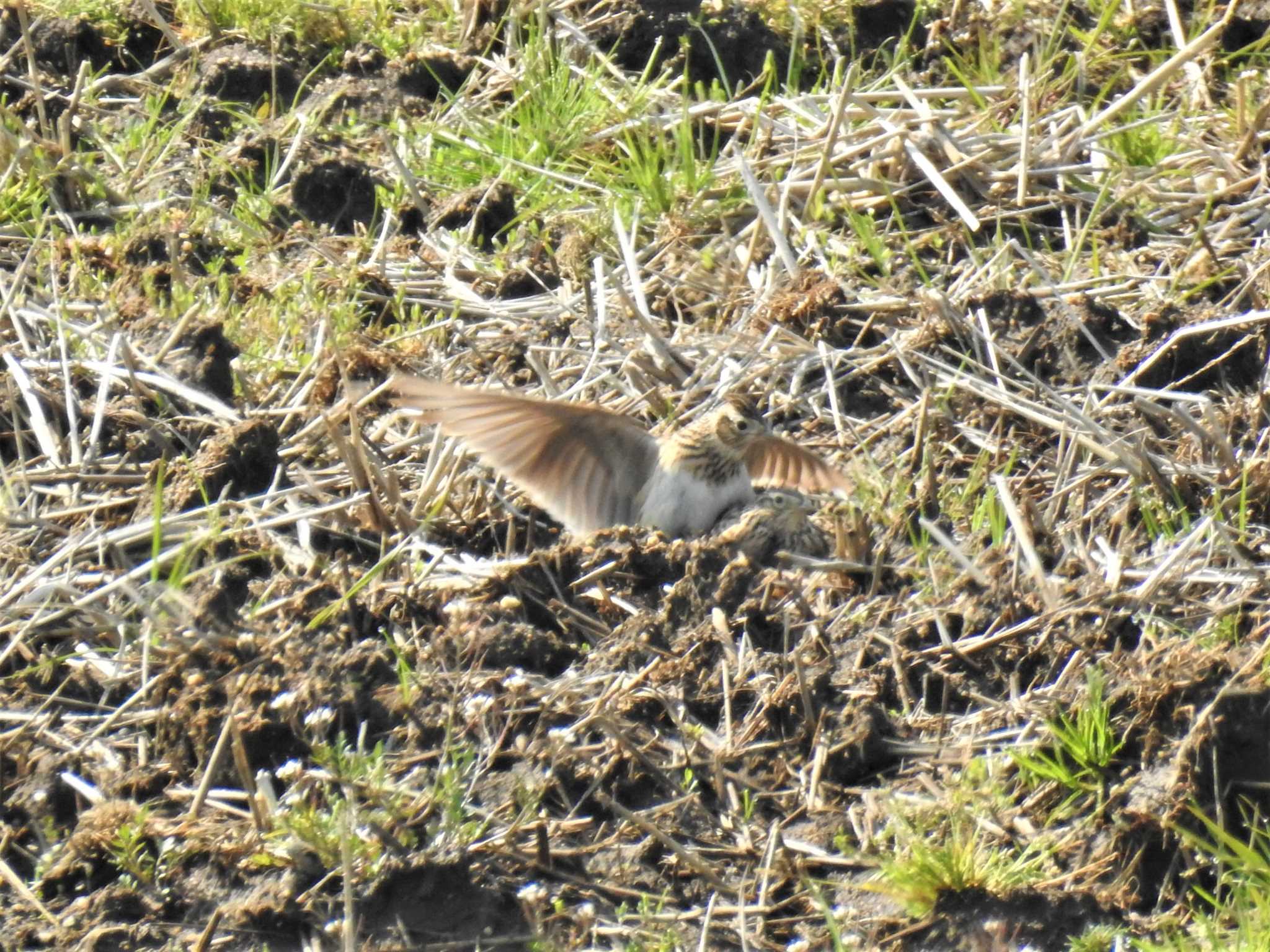 Eurasian Skylark