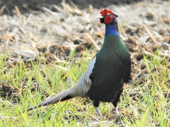 2020年4月4日(土) 大沼親水公園の野鳥観察記録