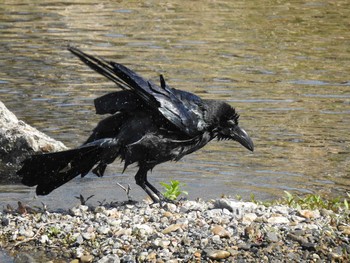 Large-billed Crow 鴨川デルタ Sat, 4/4/2020