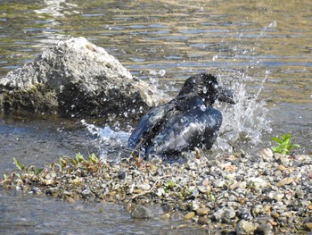 Large-billed Crow 鴨川デルタ Sat, 4/4/2020