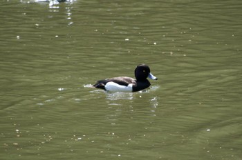 キンクロハジロ 都筑中央公園 2020年4月4日(土)