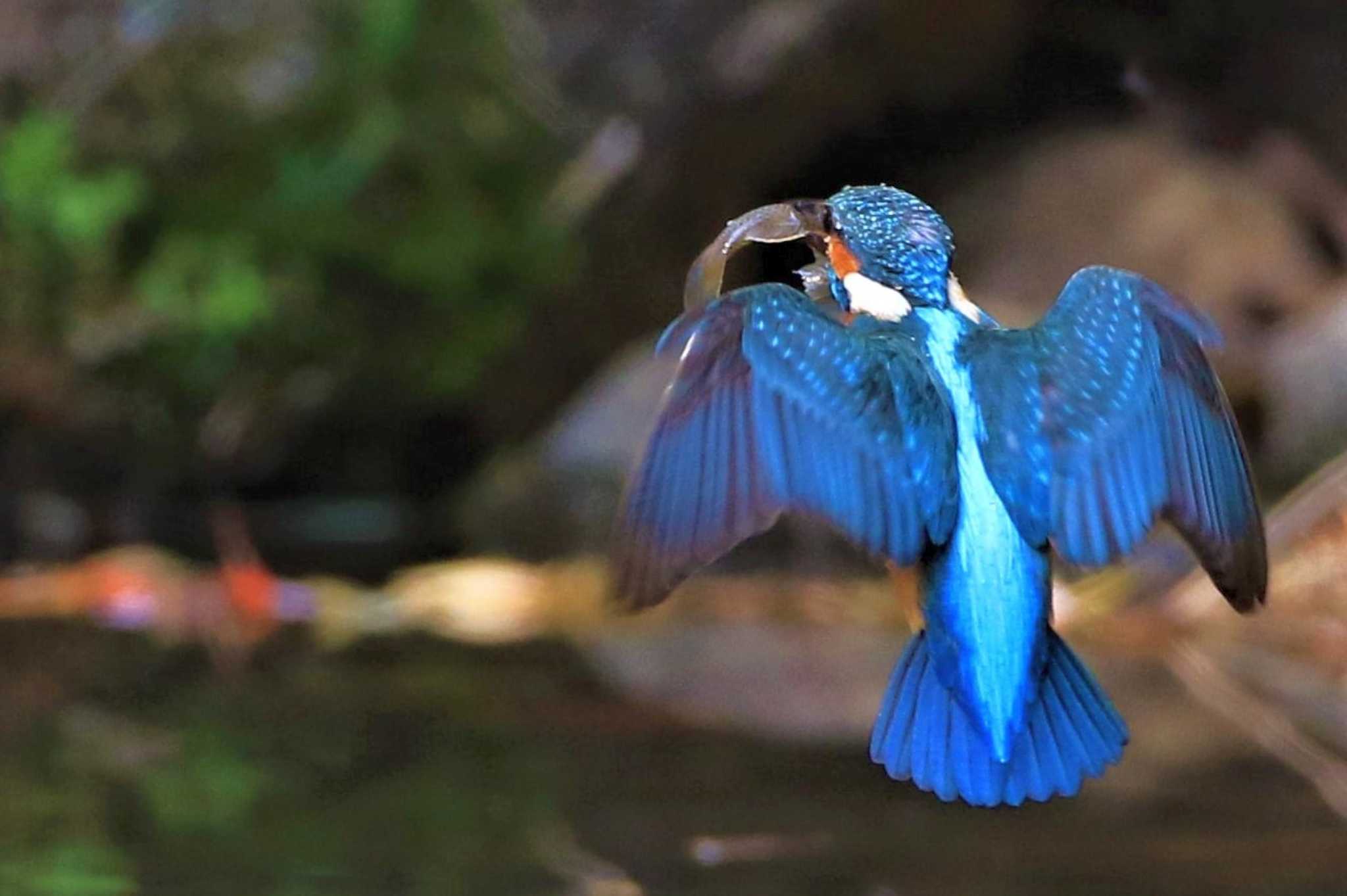 Photo of Common Kingfisher at 愛知県 知多半島 by 伊藤 陽星