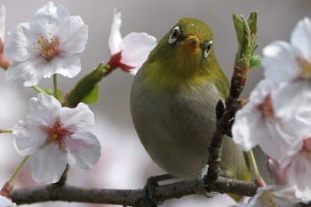 Warbling White-eye 愛知県 知多半島 Fri, 4/3/2020