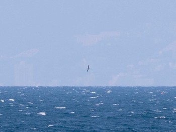 コアホウドリ 城ヶ島 2020年4月4日(土)