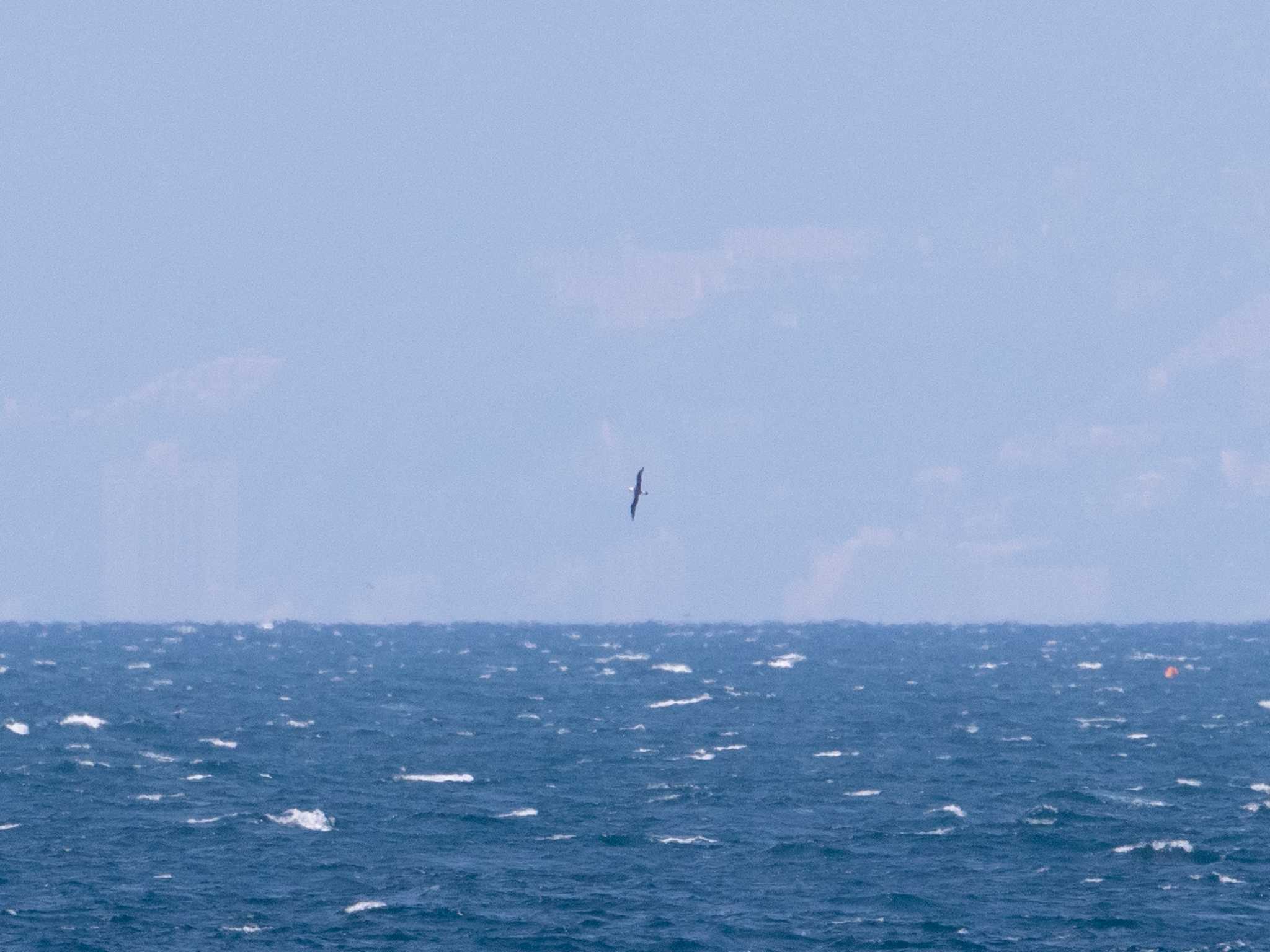 Photo of Laysan Albatross at 城ヶ島 by ふなきち