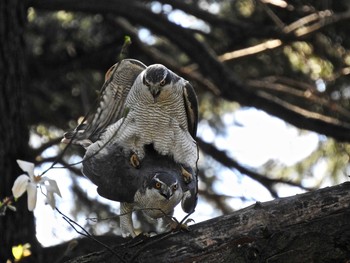 Tue, 3/24/2020 Birding report at Shinjuku Gyoen National Garden