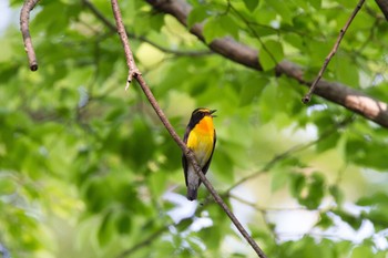 Narcissus Flycatcher Yatoyama Park Fri, 4/17/2015