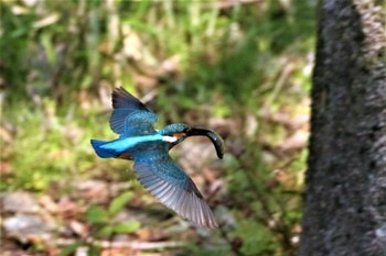 Common Kingfisher 愛知県 知多半島 Sat, 4/4/2020