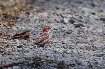 2020年4月4日(土) 北海道 函館市 函館山の野鳥観察記録