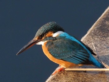 Common Kingfisher 引地川親水公園 Sat, 4/4/2020