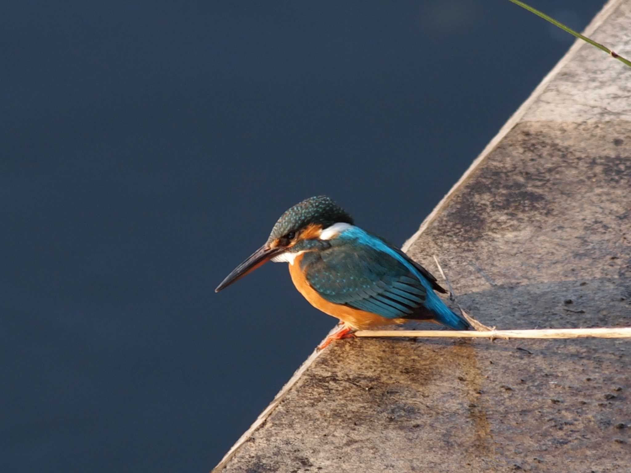 Common Kingfisher