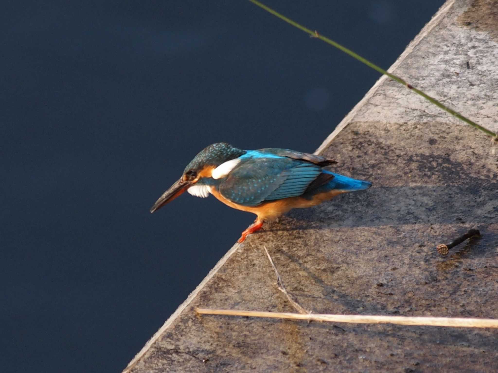 Common Kingfisher