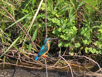 Common Kingfisher 引地川親水公園 Sun, 7/26/2020