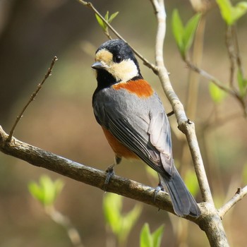 Varied Tit 岐阜県 Sat, 4/4/2020