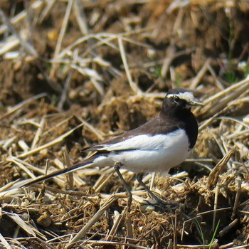 Japanese Wagtail 愛知 Sat, 4/4/2020