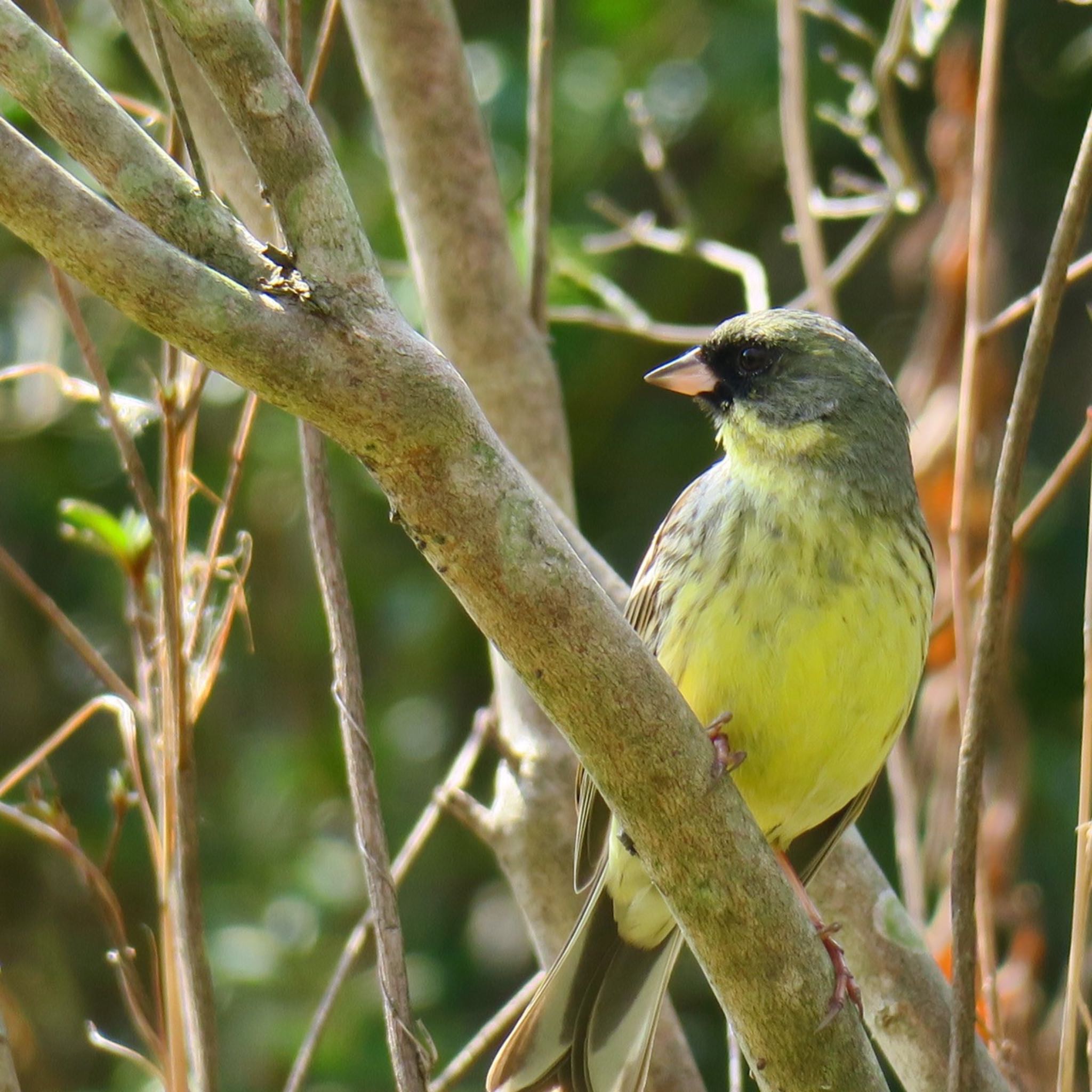 Photo of Masked Bunting at 愛知 by ヤスベェ