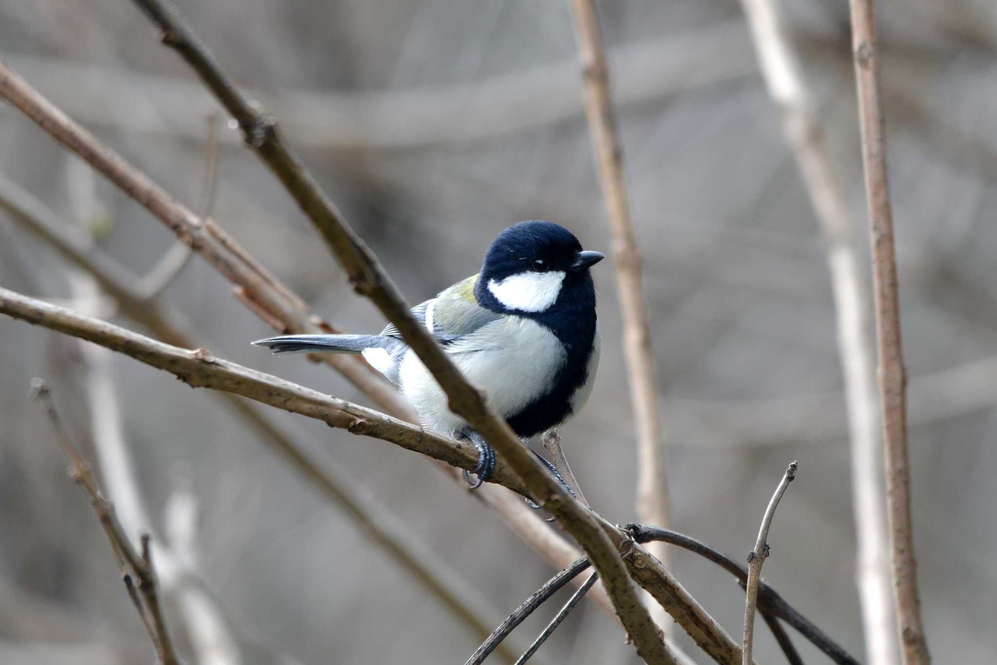 Photo of Japanese Tit at 加木屋緑地 by ポッちゃんのパパ