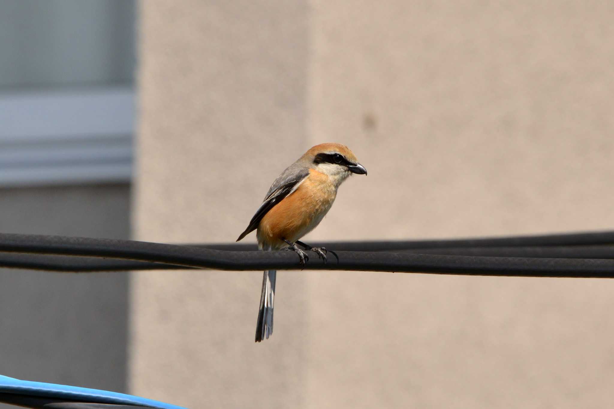 Bull-headed Shrike