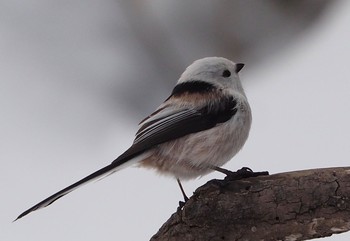 Long-tailed tit(japonicus) Asahiyama Memorial Park Thu, 4/30/2020