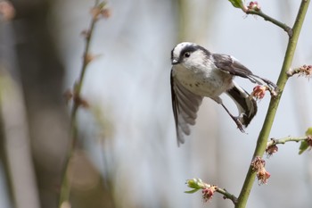 Long-tailed Tit 東京都 Mon, 4/2/2018