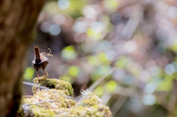 Eurasian Wren 東京都　都民の森 Fri, 4/20/2018