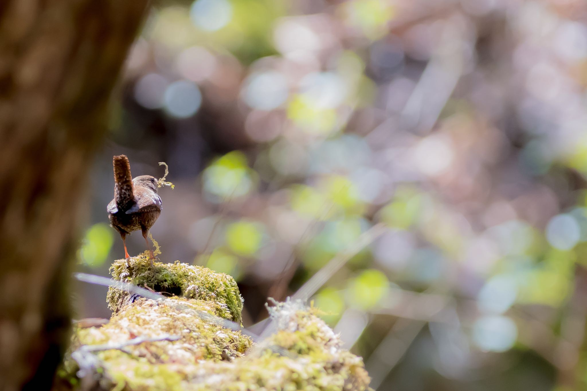 Photo of Eurasian Wren at 東京都　都民の森 by Noki