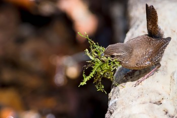 Eurasian Wren 東京都　都民の森 Fri, 4/20/2018