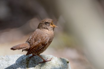 Eurasian Wren 東京都　都民の森 Fri, 4/20/2018