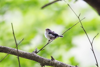 Long-tailed Tit Hayatogawa Forest Road Wed, 4/29/2015