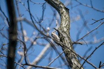 コゲラ 普正寺の森(野鳥園跡地) 2020年4月4日(土)