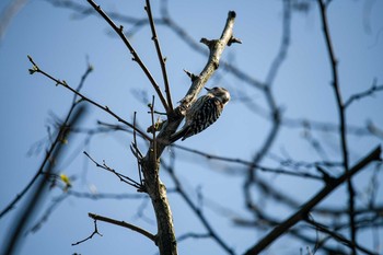 Japanese Pygmy Woodpecker 普正寺の森(野鳥園跡地) Sat, 4/4/2020