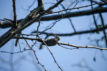 コゲラ 普正寺の森(野鳥園跡地) 2020年4月4日(土)