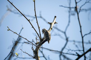 コゲラ 普正寺の森(野鳥園跡地) 2020年4月4日(土)