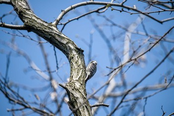 Japanese Pygmy Woodpecker 普正寺の森(野鳥園跡地) Sat, 4/4/2020