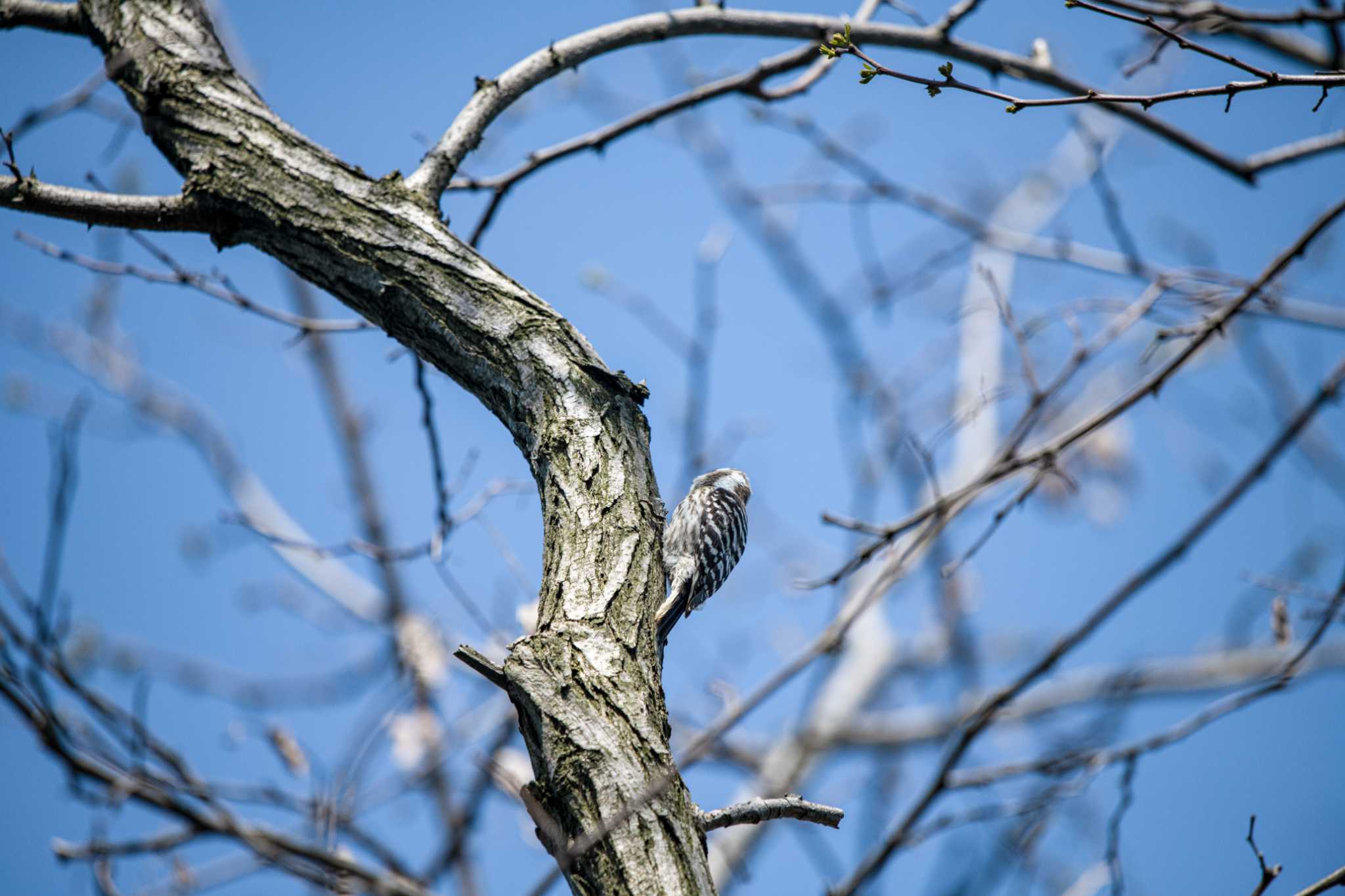 Photo of Japanese Pygmy Woodpecker at 普正寺の森(野鳥園跡地) by 柏野 潔